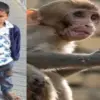 Viral child news today: 4-year-old harshwardhan died eating poisonous food meant for monkeys, Mulagu Telangana anganwadi breaking news today