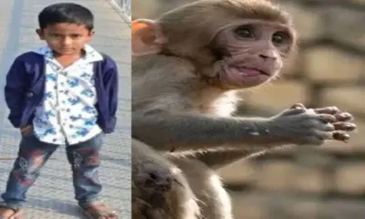 Viral child news today: 4-year-old harshwardhan died eating poisonous food meant for monkeys, Mulagu Telangana anganwadi breaking news today