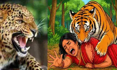 Bhimtal guldar attack today: hema pandey of jyolikot died leopard tiger attack nainital breaking uttarakhand human wildlife case latest news