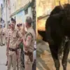 Bajpur Haldwani Crime News: bajpur cow killed murder roaming on the roadside, 2 arrested from Haldwani live uttarakhand breaking news today