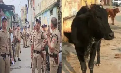 Bajpur Haldwani Crime News: bajpur cow killed murder roaming on the roadside, 2 arrested from Haldwani live uttarakhand breaking news today