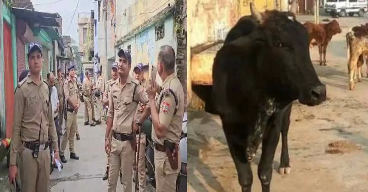 Bajpur Haldwani Crime News: bajpur cow killed murder roaming on the roadside, 2 arrested from Haldwani live uttarakhand breaking news today