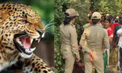 Pauri guldar attack today: seeta devi died in leopard tiger attack satyakhal garhwal bamthi village news Uttarakhand live update