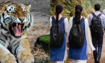 Nainital district Bhimtal school holiday closed due to tiger attack threat till 27 april news