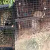 Nainital guldar attack today: man-eater guldar leopard leopard trapped in cage in Bhimtal, Nainital Uttarakhand breaking news today