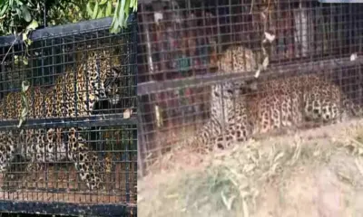 Nainital guldar attack today: man-eater guldar leopard leopard trapped in cage in Bhimtal, Nainital Uttarakhand breaking news today
