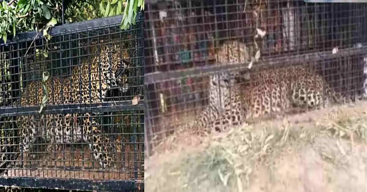 Nainital guldar attack today: man-eater guldar leopard leopard trapped in cage in Bhimtal, Nainital Uttarakhand breaking news today