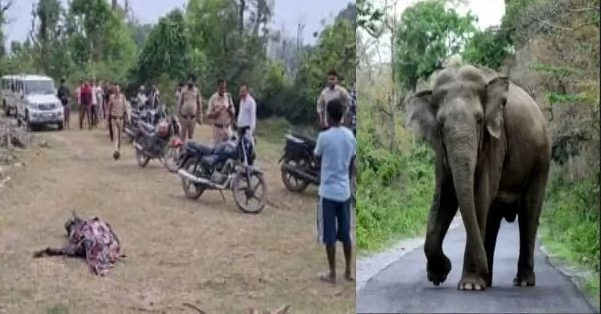 Nainital elephant attack today: 2 died in hathi elephant attack lalkuan news uttarakhand breaking news live today