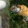 Uttarakhand: Almora tiger news talla sult tiger attack Mahipal Singh Mehra Wildlife attack compensation India