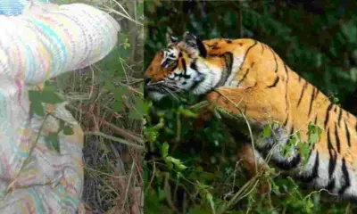 Uttarakhand: Almora tiger news talla sult tiger attack Mahipal Singh Mehra Wildlife attack compensation India
