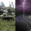 Uttarakhand news: Animal Loss Compensation India Chamoli 500 Goats Dead After Lightning Strike