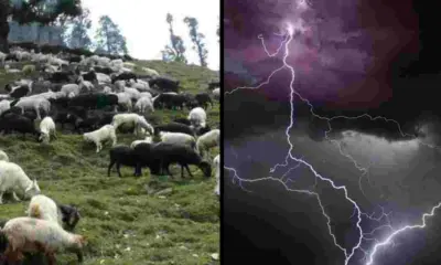 Uttarakhand news: Animal Loss Compensation India Chamoli 500 Goats Dead After Lightning Strike