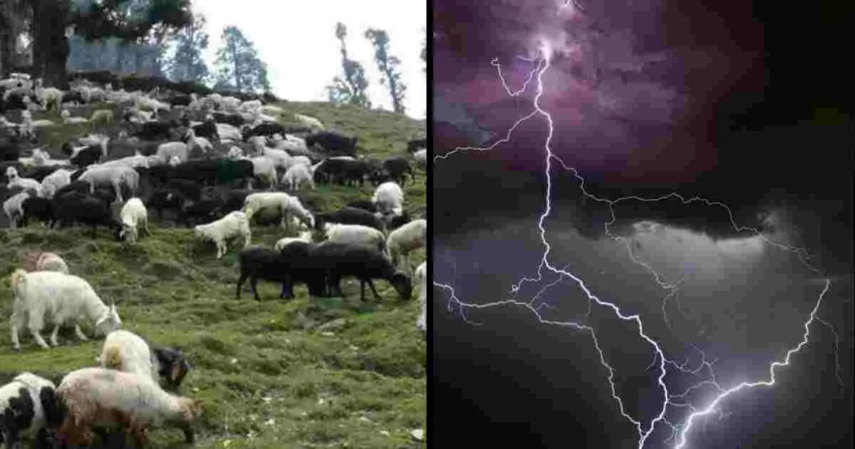 Uttarakhand news: Animal Loss Compensation India Chamoli 500 Goats Dead After Lightning Strike