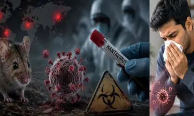 Hantavirus alert: If rats are running around your house, be careful as the Hanta virus case india symptoms outbreak breaking news today