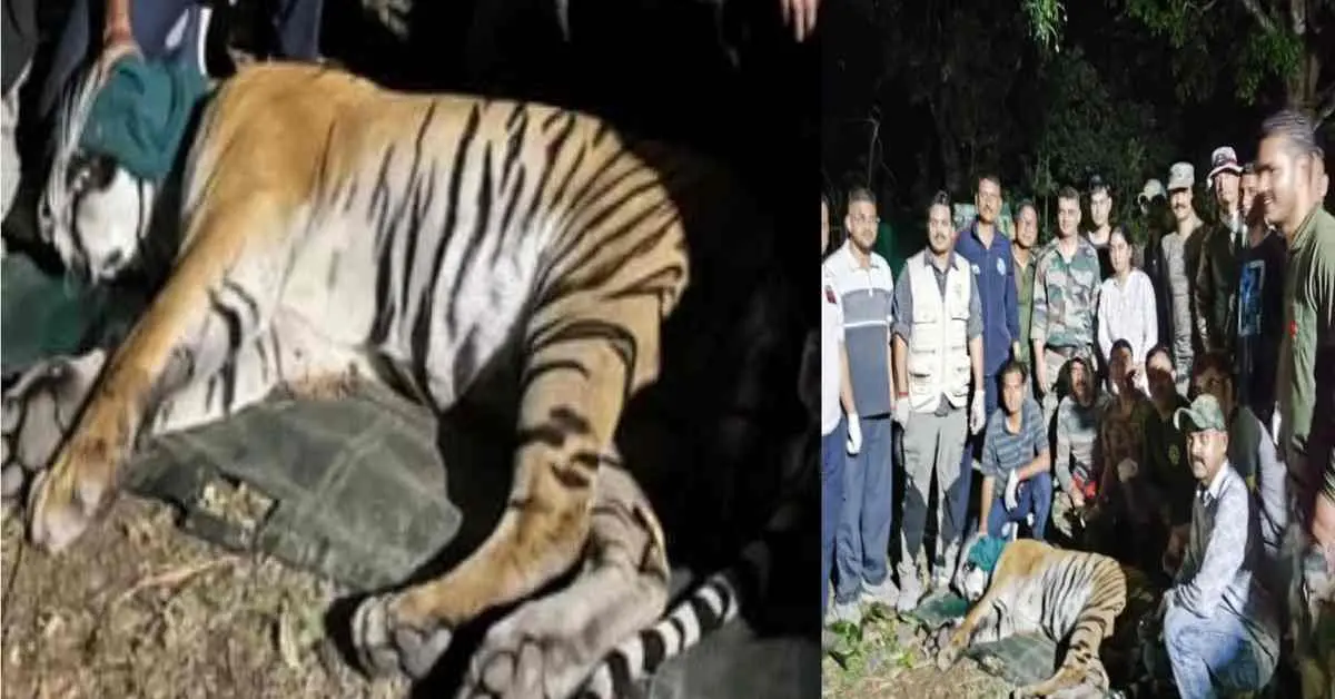Almora tiger attack: leopard guldar tiger caught Almora Salt, schools to reopen after 5 days uttarakhand breaking news today