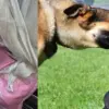 Janganana 2026 Dehradun news today: Dehradun census duty teacher asha bitten by Pitbull Rottweiler dog bite Janganana 2026 uttarakhand breaking news