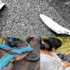 Uttarakhand khatima scooty accident today: elephant teeth broken teacher nikita kapri Tanakpur road