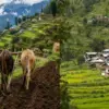 Nepali in Uttarakhand land sale: nainital High Court seeks response from govt for Nepali land purchases in Uttarakhand breaking news today