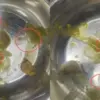 Uttarakhand news live: Insects found in Doon Medical College food, students food poisioning dehradun news today uttarakhand breaking news live