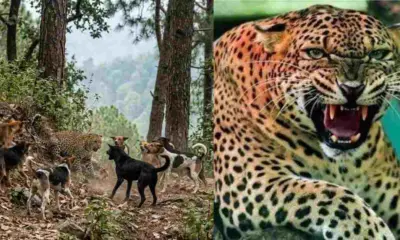 Uttarakhand guldar news: Stray dogs surround viral video leopard in Haridwar leopard guldar news today uttarakhand breaking news today