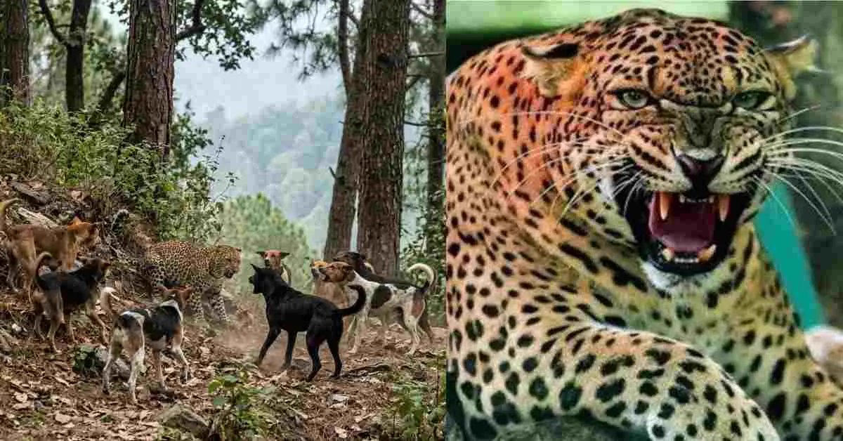Uttarakhand guldar news: Stray dogs surround viral video leopard in Haridwar leopard guldar news today uttarakhand breaking news today