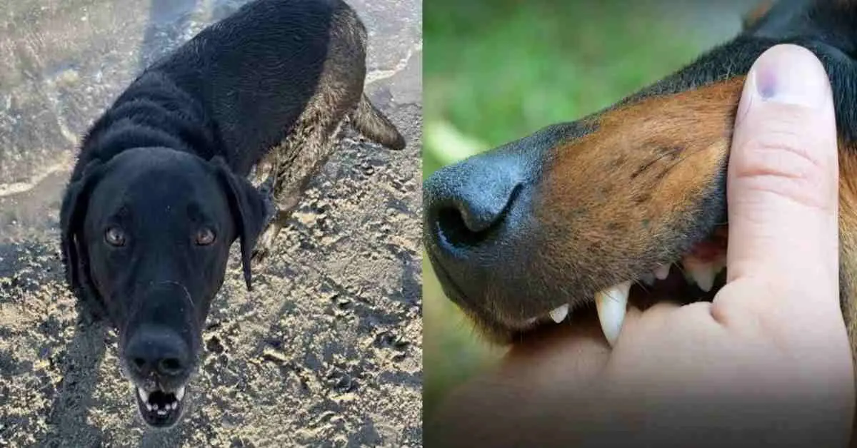 Pithoragarh news today: Ignoring dog bite mohit Dhami died Dharchula Pithoragarh Uttarakhand breaking latest news DevBhoomi darshan