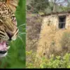 Uttarakhand news: Pauri Garhwal kot block leopard Attack Guldar hamla women lost Life