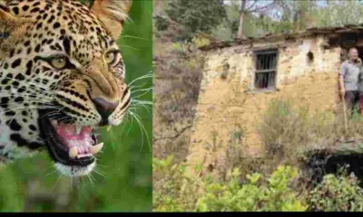 Uttarakhand news: Pauri Garhwal kot block leopard Attack Guldar hamla women lost Life