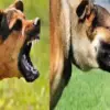 Pithoragarh news today: 8th class student Yuvraj Singh Dhami died rabies rabid dog in jumma village Dharchula uttarakhand breaking news live