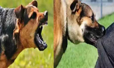 Pithoragarh news today: 8th class student Yuvraj Singh Dhami died rabies rabid dog in jumma village Dharchula uttarakhand breaking news live
