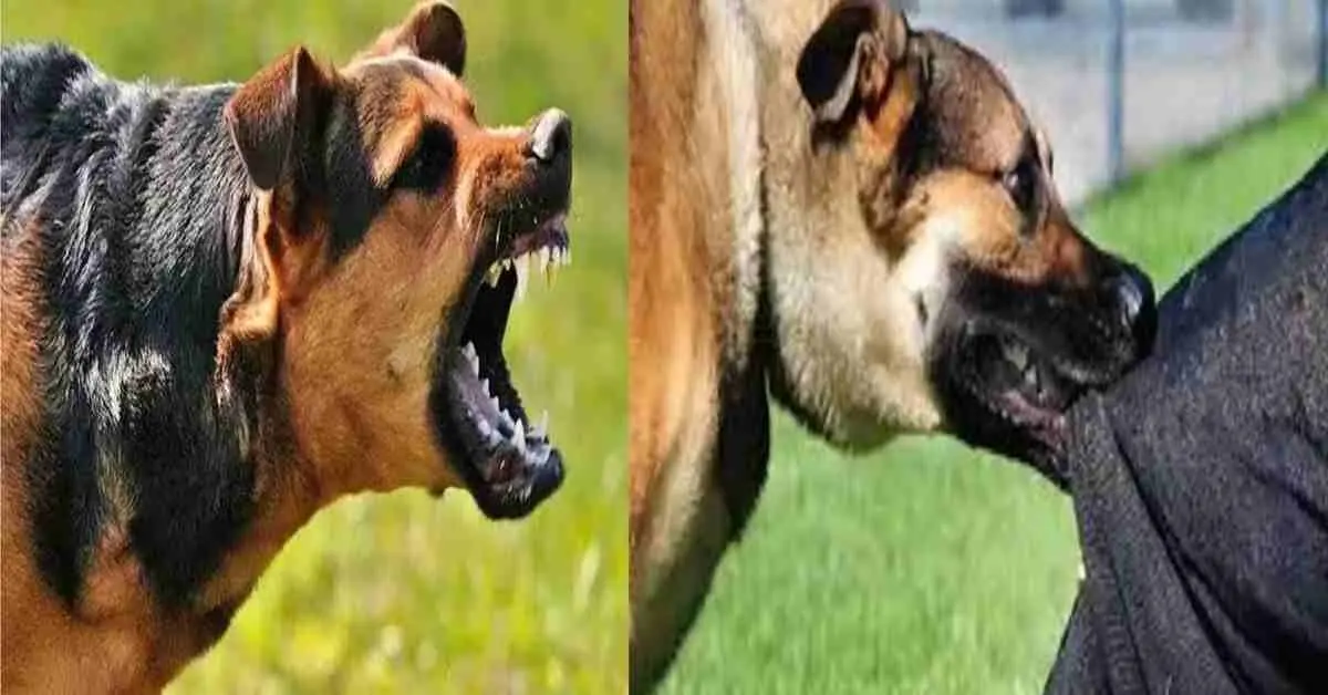 Pithoragarh news today: 8th class student Yuvraj Singh Dhami died rabies rabid dog in jumma village Dharchula uttarakhand breaking news live