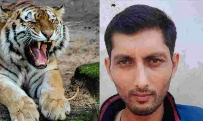 Pithoragarh news today: ganai gangoli Prakash Chandra Bhatt Killed in Lion Attack in Gujarat