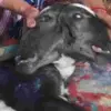 Uttarakhand news: haldwani Two Headed Calf Born with Four Eyes and Three Ears