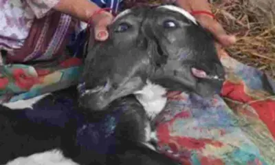 Uttarakhand news: haldwani Two Headed Calf Born with Four Eyes and Three Ears