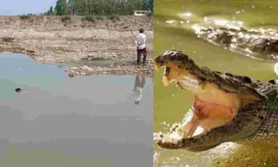 Uttarakhand news: नानकमत्ता खकरा नदी में मगरमच्छ का आतंक, 70 वर्षीय महिला को बनाया निवाला