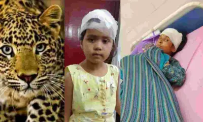 Uttarakhand breaking news: Tehri Leopard Attack on mother and daughter in thauldhar block