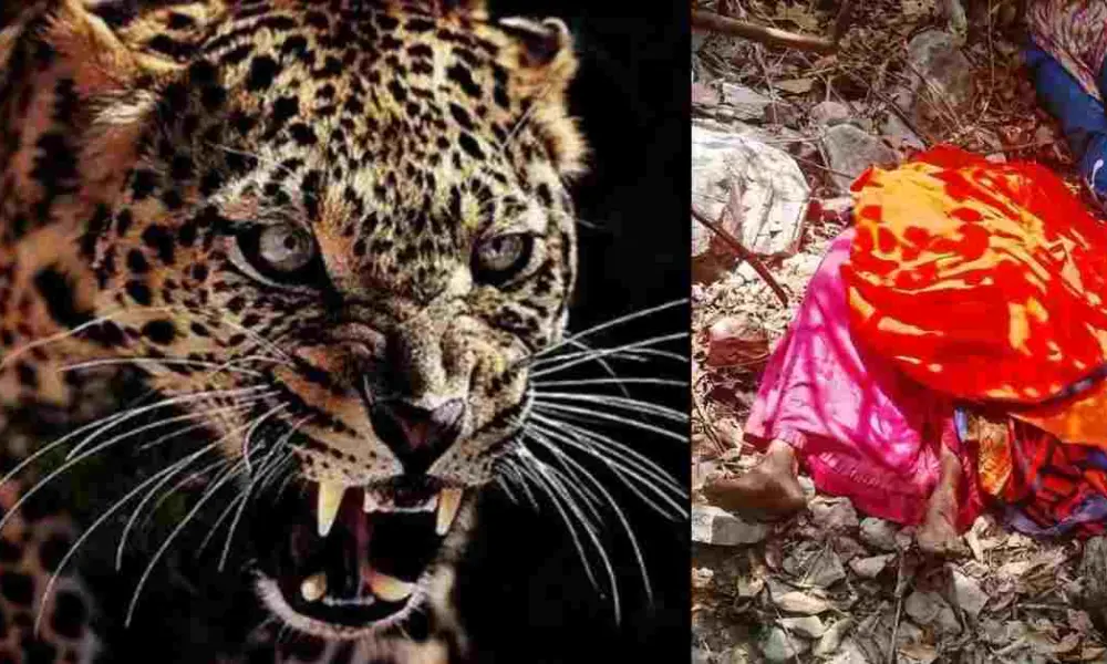 Pauri Garhwal guldar attack today: Sushila Devi gone to Nainidanda forest for grass, died leopard attack