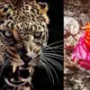 Pauri Garhwal guldar attack today: Sushila Devi gone to Nainidanda forest for grass, died leopard attack