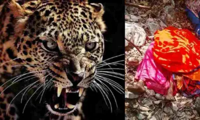Pauri Garhwal guldar attack today: Sushila Devi gone to Nainidanda forest for grass, died leopard attack