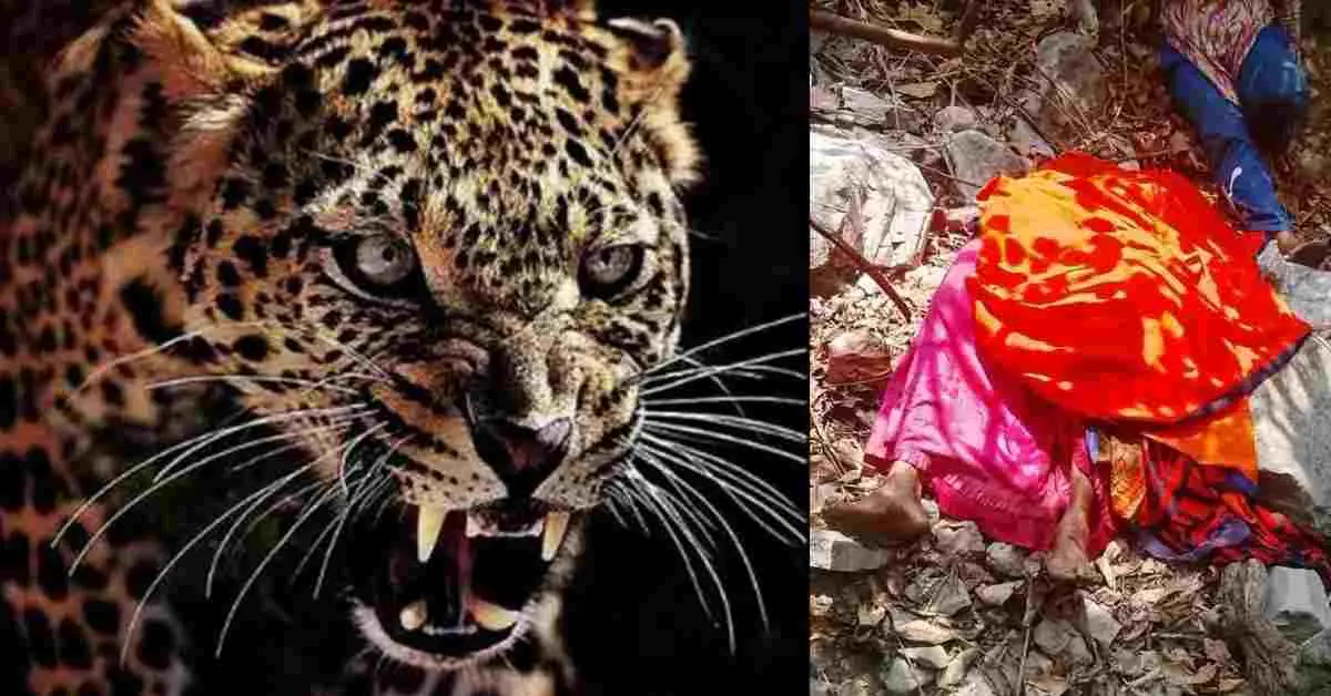 Pauri Garhwal guldar attack today: Sushila Devi gone to Nainidanda forest for grass, died leopard attack