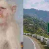 Uttarakhand news: England's White Monkey 'Monty' Becomes the Beloved Face of Almora Mrig Vihar After 22 Years
