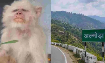 Uttarakhand news: England's White Monkey 'Monty' Becomes the Beloved Face of Almora Mrig Vihar After 22 Years