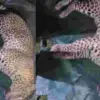 Uttarakhand: Pauri Man-Eater Leopard attack Captured in Cage, Villagers Question Forest Department's Decision