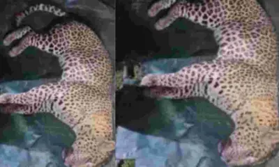 Uttarakhand: Pauri Man-Eater Leopard attack Captured in Cage, Villagers Question Forest Department's Decision
