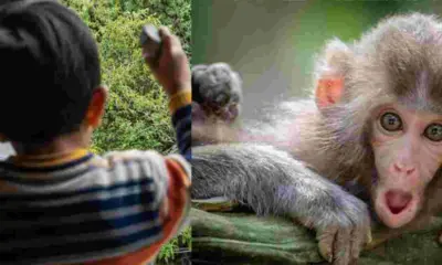 Uttarakhand Nainital news today: 3-Year-Old Delhi Tourist Falls 20 Feet from Hotel Window, Critically Injured