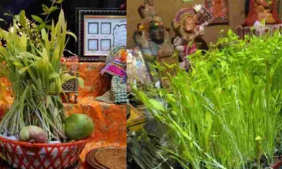 Harela festival 2026 Date: When Will Harela Be Celebrated Uttarakhand? Date, Sowing Ritual and Significance
