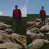 Uttarakhand Uttarkashi news today: Lightning Incident Around 300 Goats Feared Dead Near Dodital