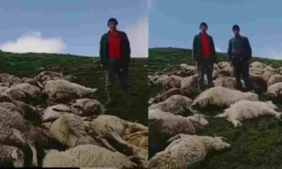 Uttarakhand Uttarkashi news today: Lightning Incident Around 300 Goats Feared Dead Near Dodital