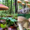Almora News Four Family Members Hospitalized After Eating Wild Mushroom due to poisoning in Dhauladevi