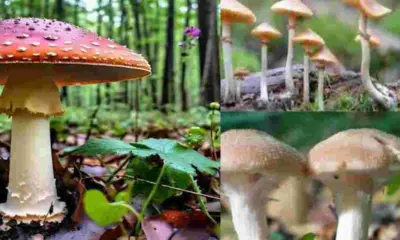 Almora News Four Family Members Hospitalized After Eating Wild Mushroom due to poisoning in Dhauladevi